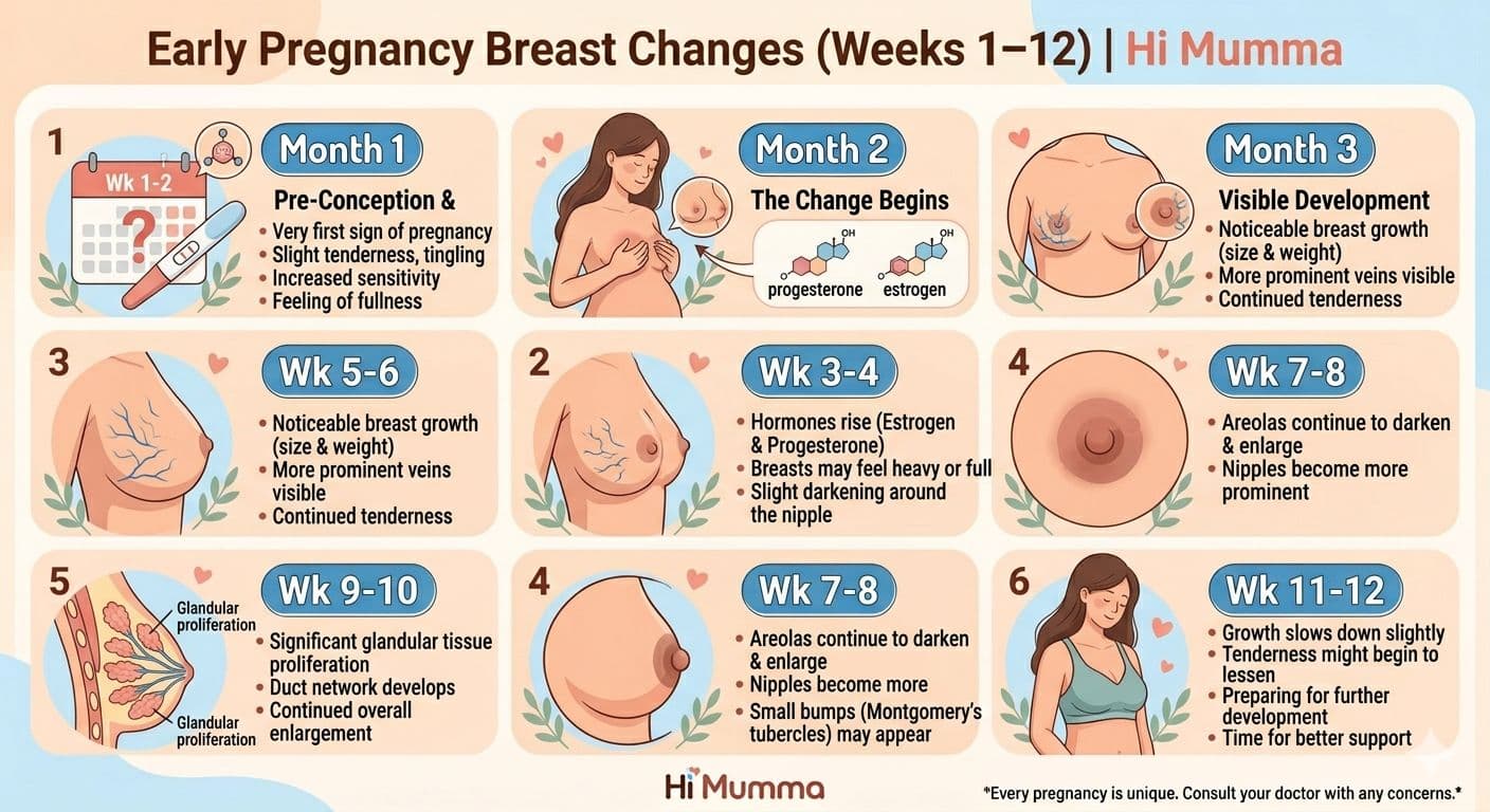 1 week breast early pregnancy changes and breast changes in early pregnancy explained